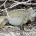 iguana_rock_lwc_provo_h_0033_tci0033.jpg